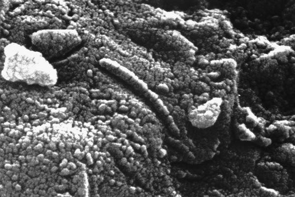 microscopic lifeforms