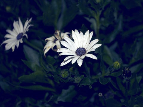 How To Plant A Moonlight Garden Flowers By Moonlight
