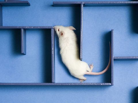 If You Give a Mouse a Human Speech Gene, It Learns Faster