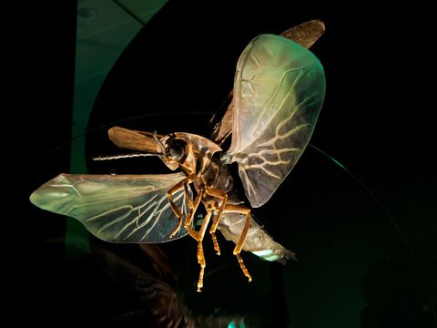 Organism, Insect, Invertebrate, Arthropod, Darkness, Wing, Light, Macro photography, Pollinator, Pest, 