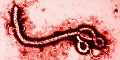 The Ebola Outbreak