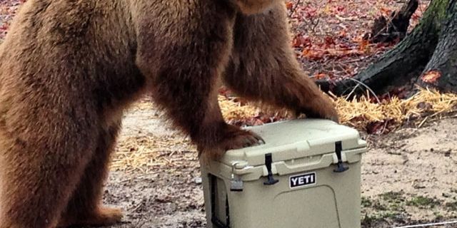 Bear Proof Coolers Can A Grizzly Bear Break Into These Coolers