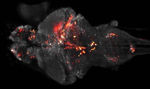 A whole fish larva brain volume and the near-simultaneous activation of a large population of neurons (in red).