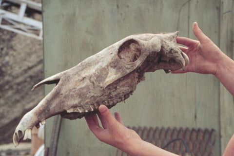 Late Pleistocene Horse skull, Equus lambei, from the Klondike region, Yukon.