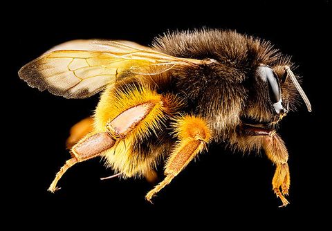 21 Spectacular Close-Up Photos of Bees