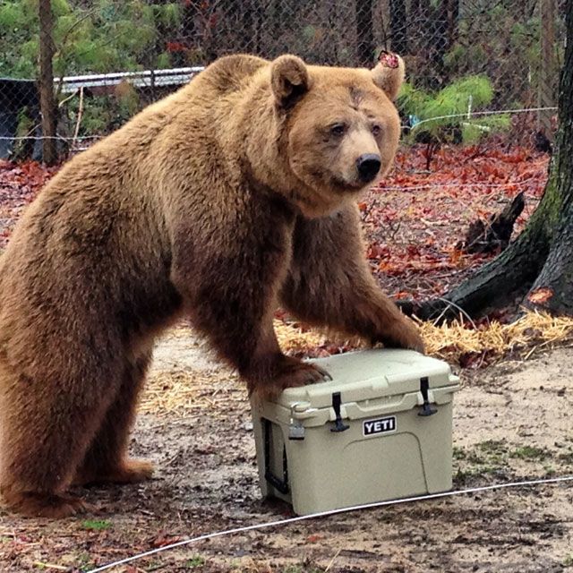 bear proof cooler