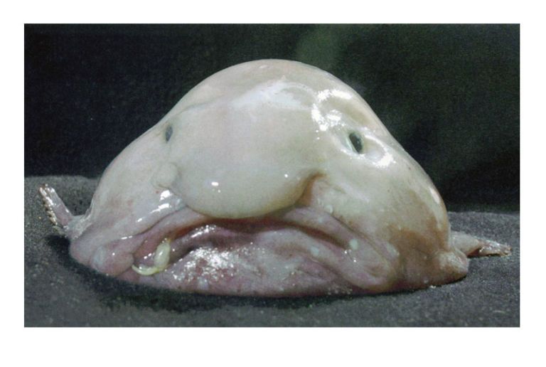 fathead fish psychrolutes microporos