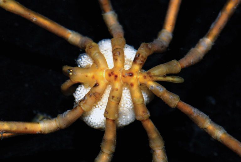 pycnogonid sea spider