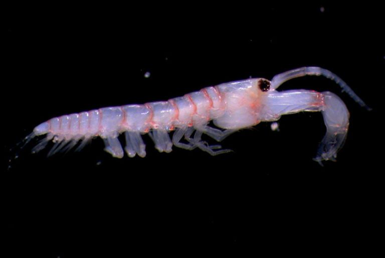 leptocheliidae sensu lato crustacean