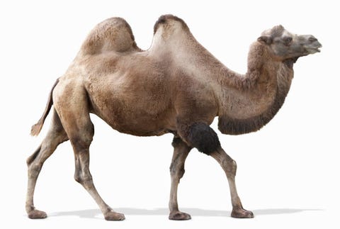 Long Distance Running Biomechanics Marathons In The Animal Kingdom