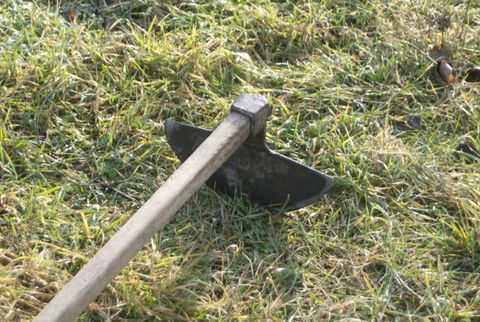 Grass, Grass family, Grassland, Groundcover, Tool, Field, Garden tool, Prairie, Sword, 