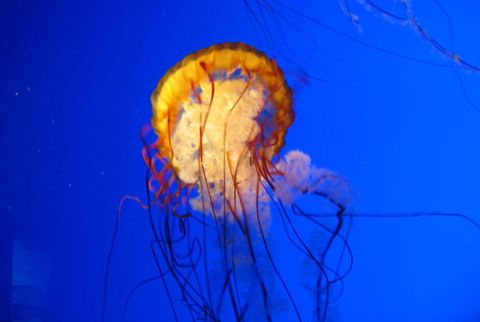Jellyfish, Blue, Organism, Marine invertebrates, Electric blue, Majorelle blue, Invertebrate, Bioluminescence, Cobalt blue, Azure, 