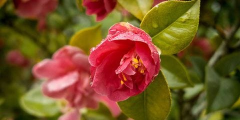 5 Winter Plants You Should Put in Now 5 Winter Plants You Should Put in Now - 480 x 240 jpeg 18kB