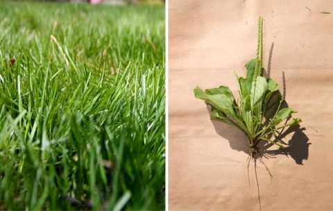 dry grass removal machine