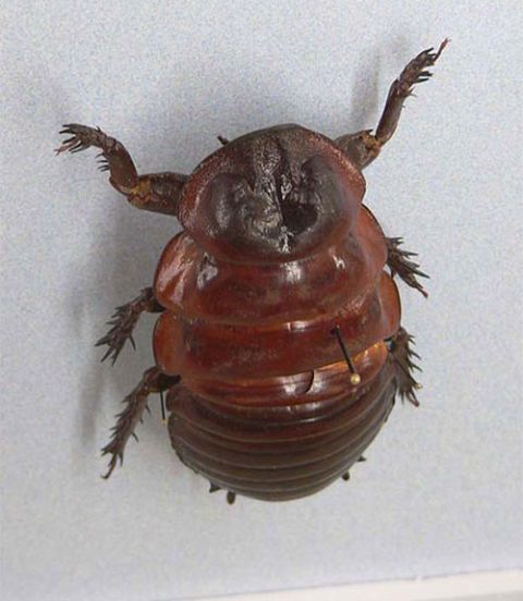 Invertebrate, Brown, Insect, Amber, Pest, Arthropod, Parasite, Beetle, Liver, 