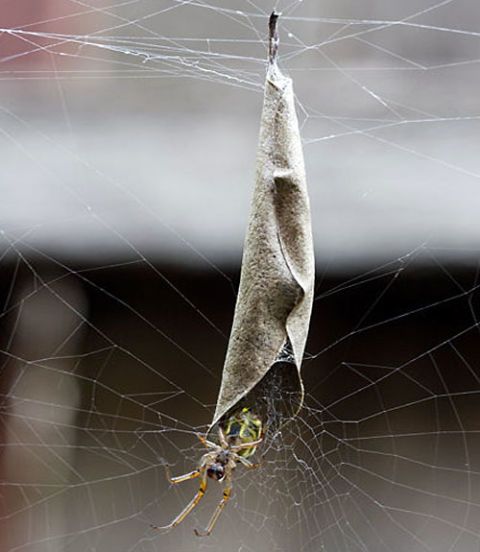 Spider web, Spider, Arachnid, Wildlife, Leaf, Close-up, Organism, Plant, Net-winged insects, Photography, 