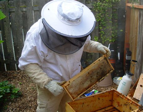 Urban Beekeeping - Photos of Suburban and City Beekeepers