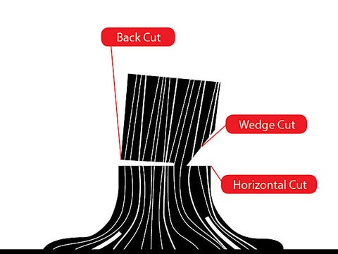 If It Looks Like A Tossup Call In A Professional Perfectly Vertical Specimens Require Ropes To Pull The Tree In The Desired Direction If It Looks Like A Tossup Call In A Professional Perfectly Vertical Specimens Require Ropes To Pull The Tree In The Desired Direction