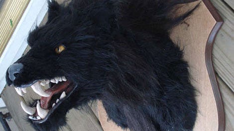 Canidae, Dog, Snout, Fur, Dog breed, Tooth, Werewolf, Swedish lapphund, Carnivore, Fang, Canidae, Dog, Snout, Fur, Dog breed, Tooth, Werewolf, Swedish lapphund, Carnivore, Fang,