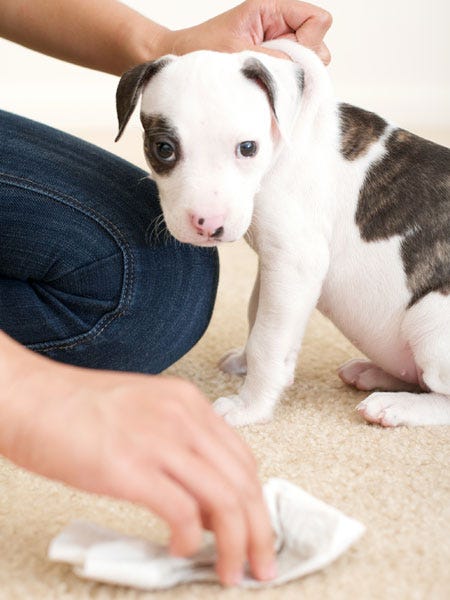 Clean Pet Accidents Organically