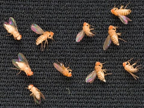 Bugs In Space 5 Unusual Astronauts Bugs In Space 5 Unusual Astronauts