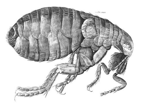 Robert Hooke's Flea Drawing