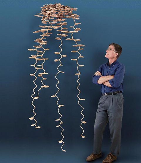 Walter Tschinkel with an Ant Colony