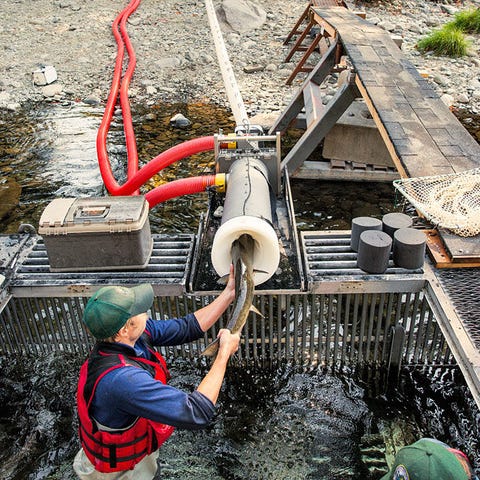 Here's Why They Built a Cannon to Blast Salmon Over a Dam