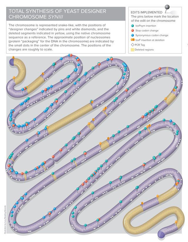 Scientists Create Synthetic Yeast Chromosome (And Unlock the Future of Beer)