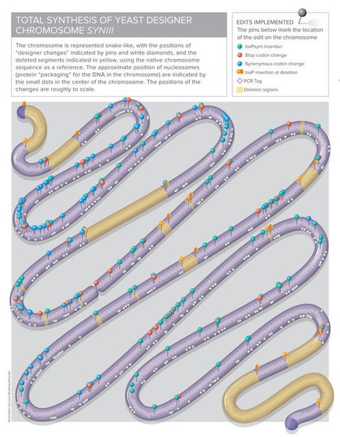 Scientists Create Synthetic Yeast And Open The Door To The Future