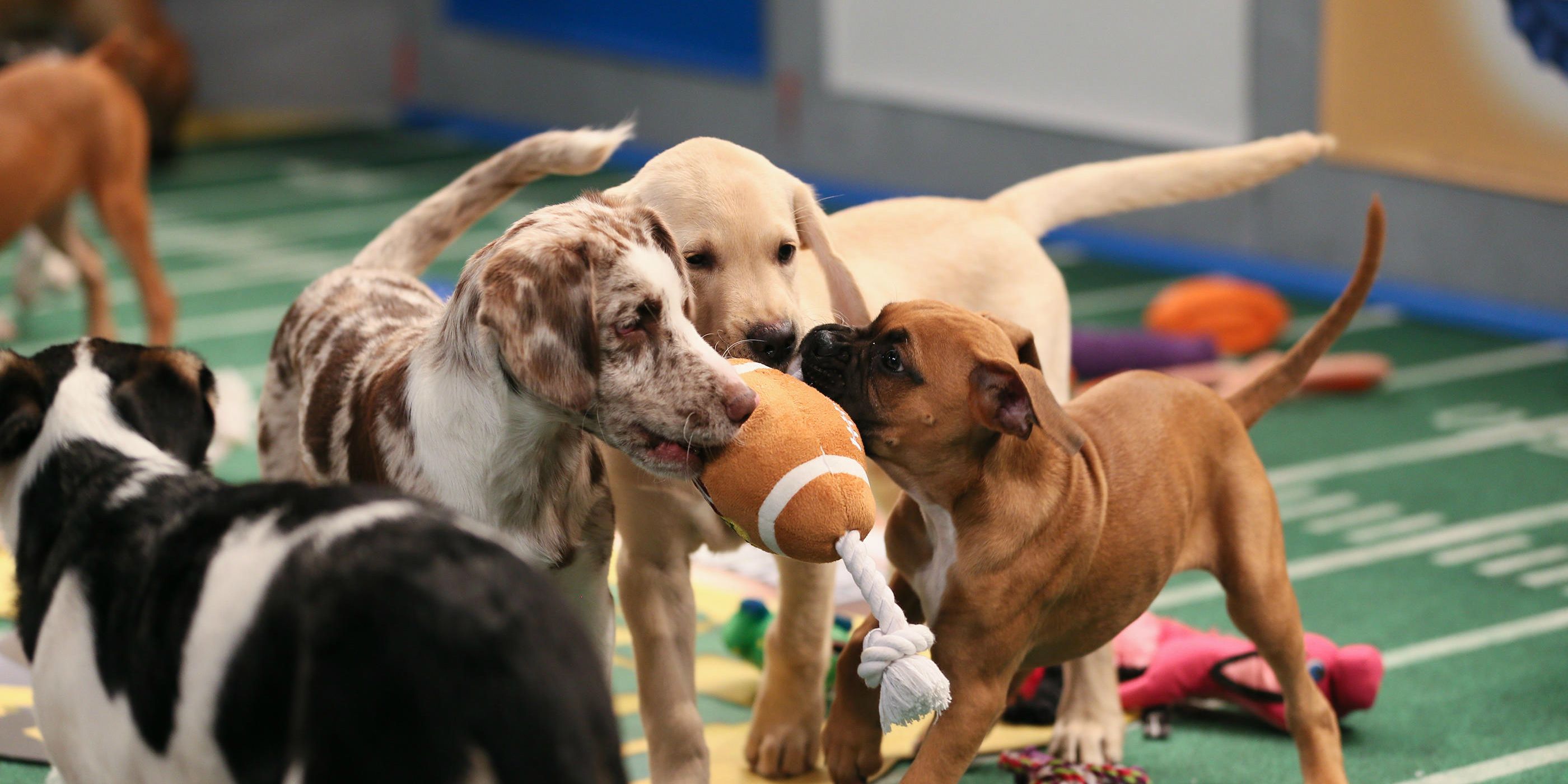 can you attend the puppy bowl