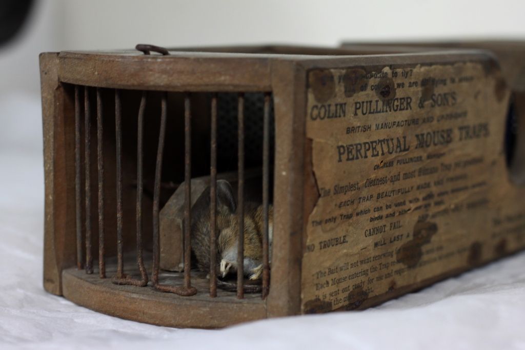More Ethical Mouse Trap Convicts Rodents Of Capital Offense Before