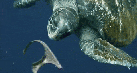 Turtles Could Eat These Six-Pack Rings Instead of Getting Caught in Them
