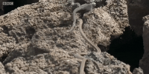 More Footage of That Iguana-Snake Death Struggle