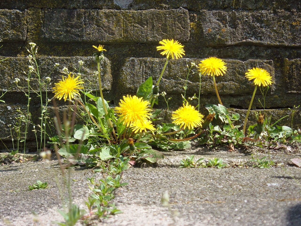 Scientists Find Plants And Animals Are Evolving To Live In Cities