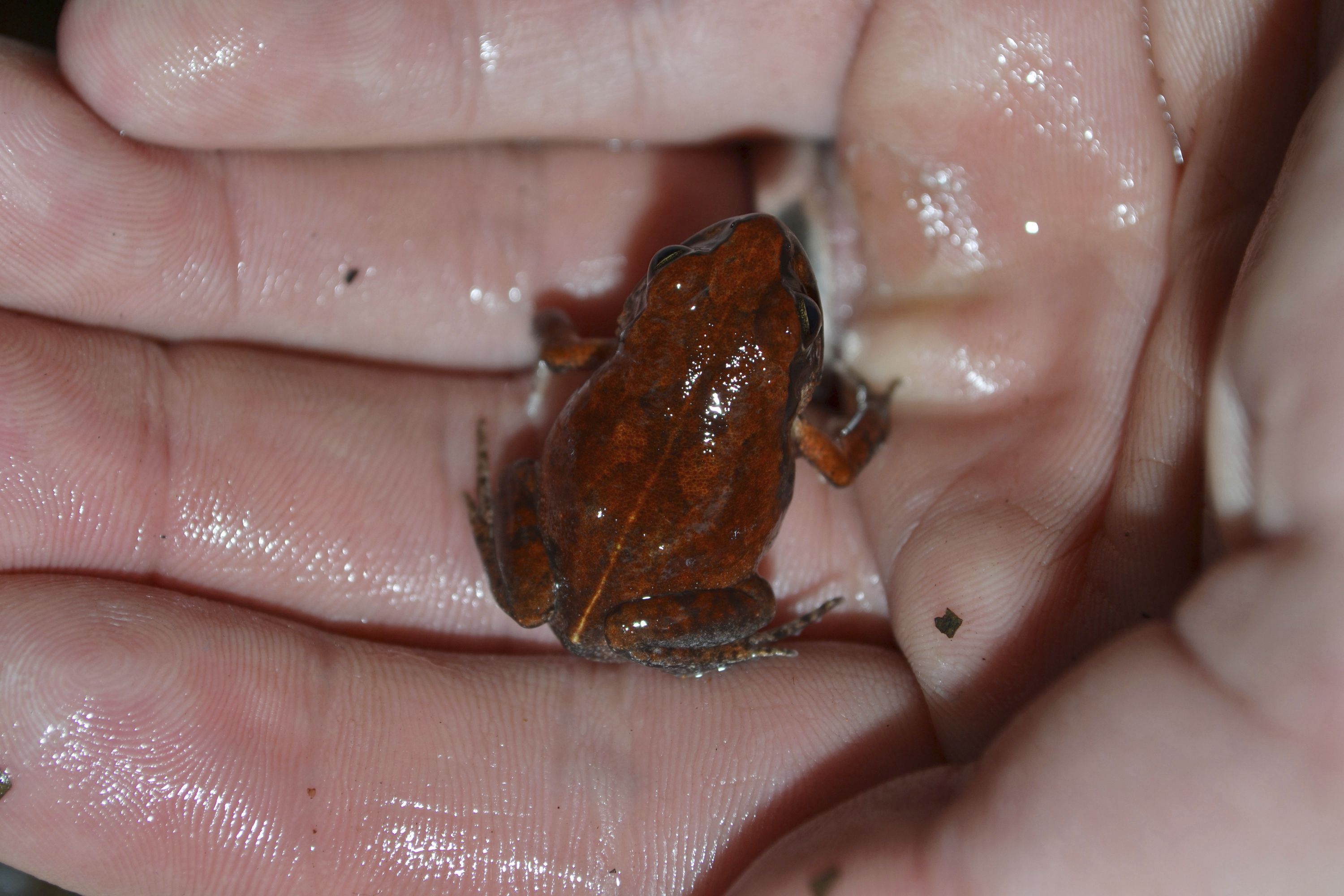 Wood Frogs of the Far North. Extreme Resilience in a Changing