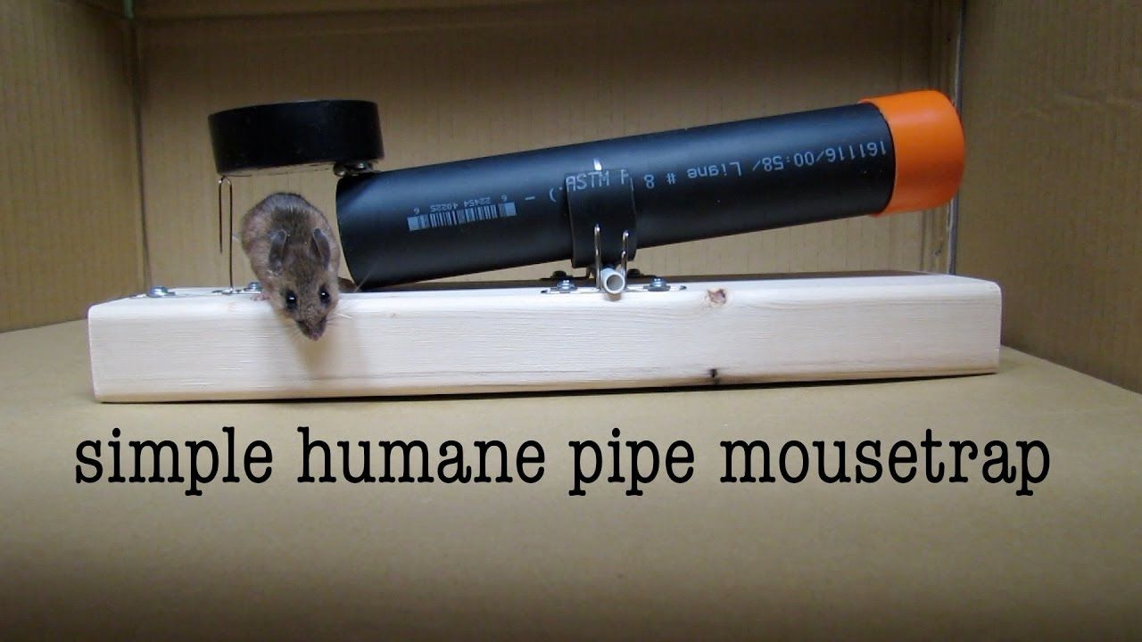 Best Mouse Traps, The most effective simple homemade mouse trap
