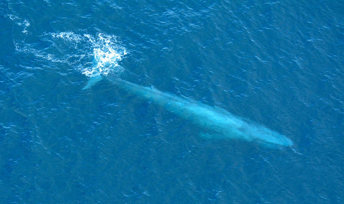We May Finally Know Why Blue Whales Are So Enormous