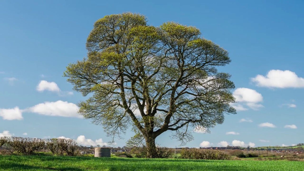 Дерево ис. Сикомора дерево. Сикомор в Англии. Три дерева. Серебряный дуб дерево.