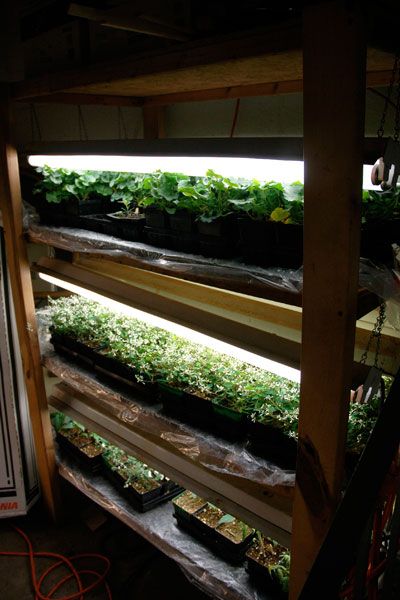indoor vegetable garden setup