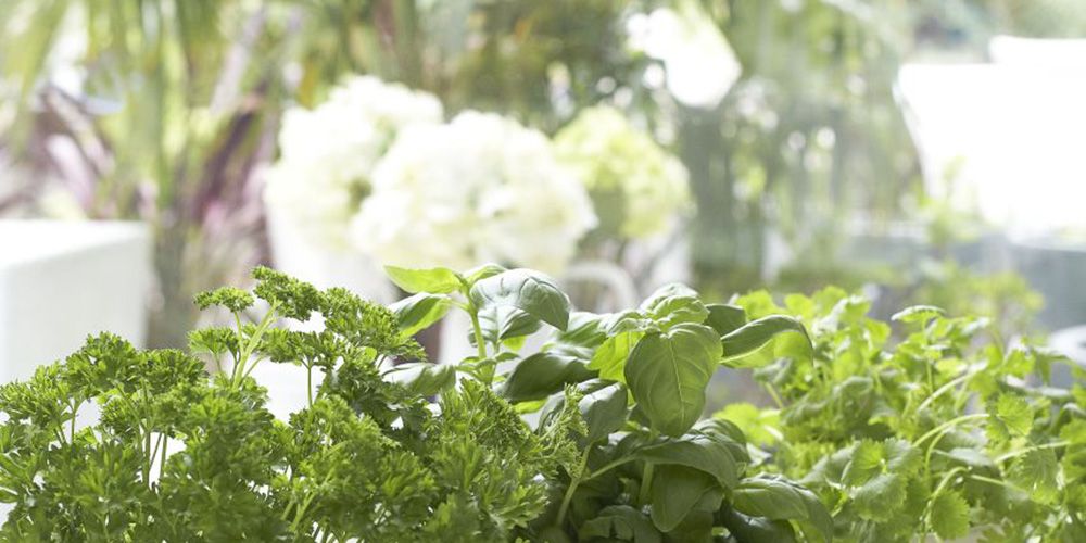 Upcycle Old Plant Pots Into Rustic Herb Pots For Your Kitchen