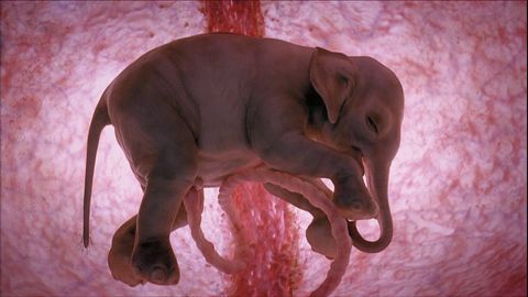 Elephant in the womb
