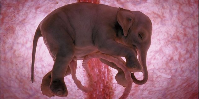 national geographic baby in the womb