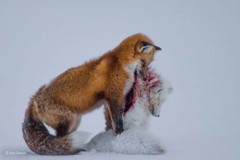 Foxes in snow