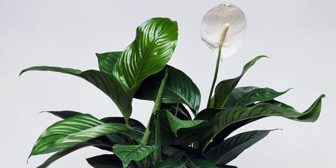 Houseplant peace lily