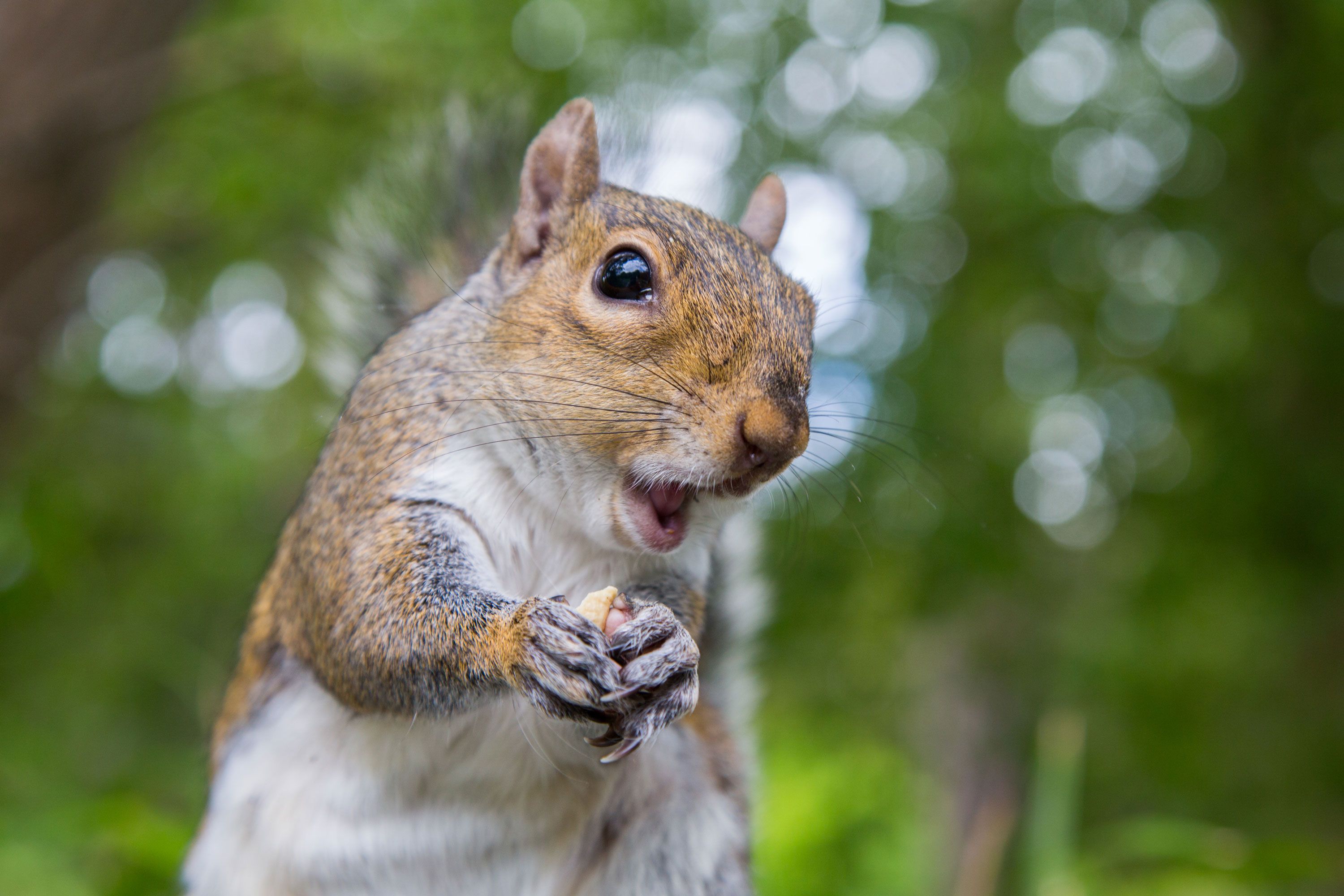 It turns out female squirrels do all the work while males &#39;take naps&#39;