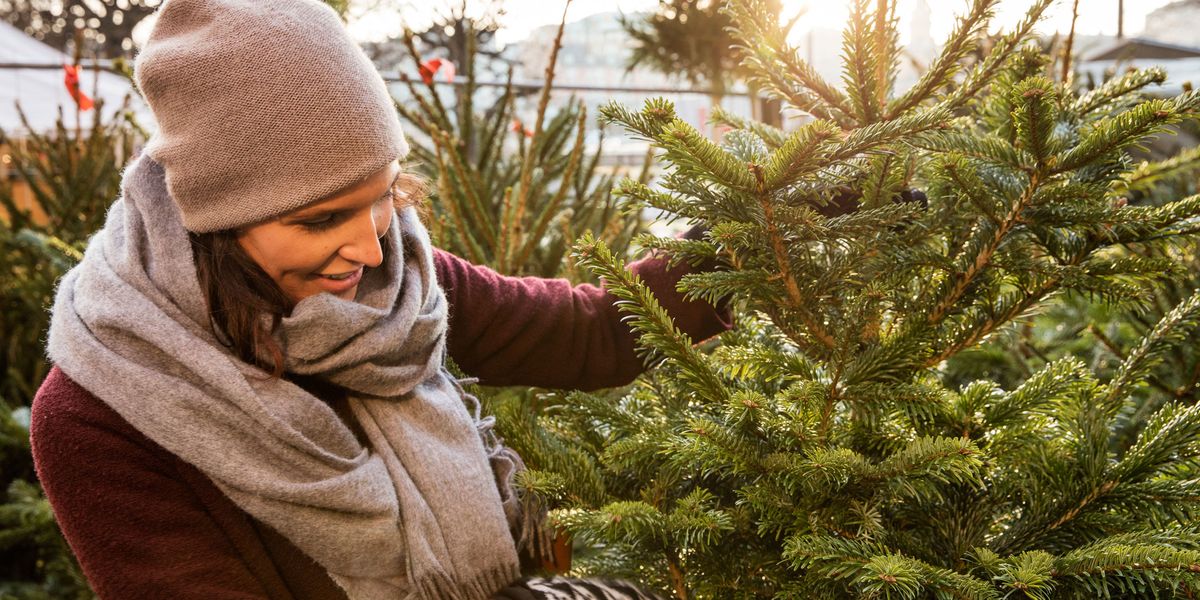 How to keep your Christmas tree in tip top condition