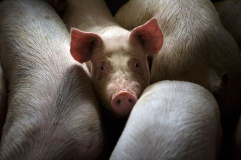 Pigs can be pessimists, study finds