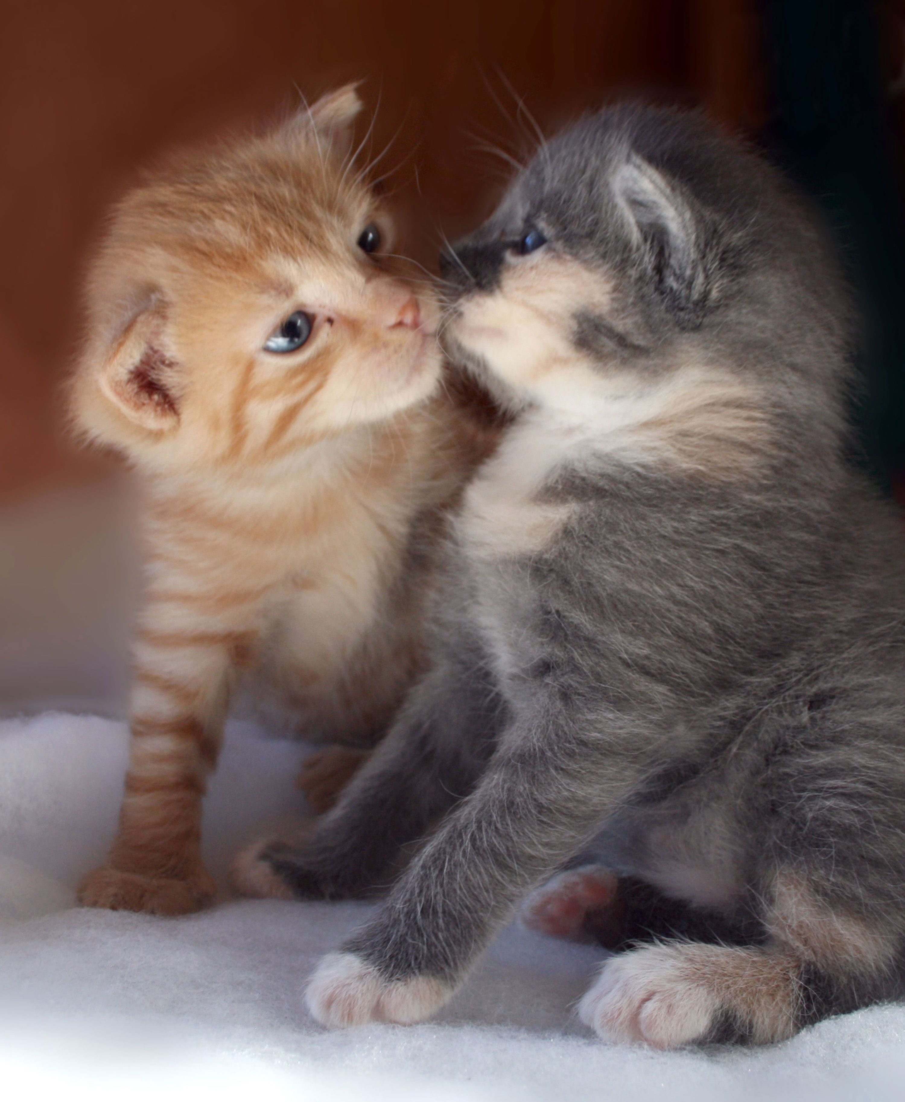 These two kittens are in love and the 