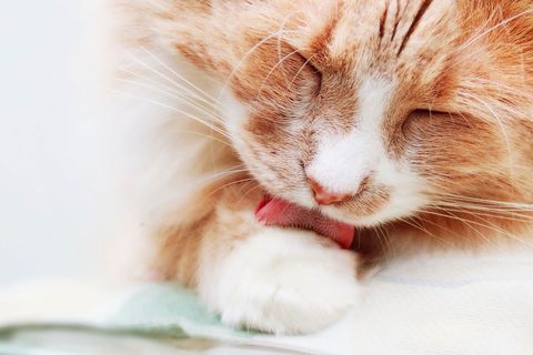 Cat tongue like hairbrush